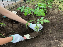 軍手をはめ、シャベルで苗を植える手元の写真